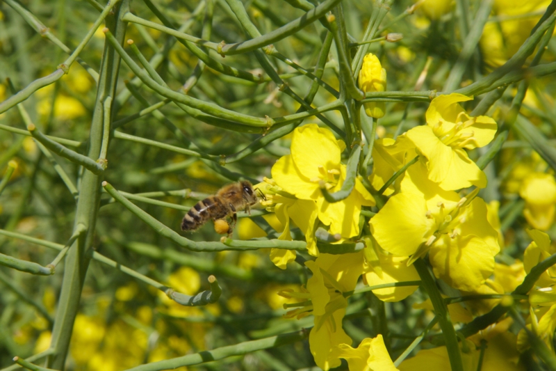 blhender Raps (<i>Brassica napus</i>) 